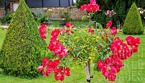Rose_variety_Vesuvia_in_the_Jardin_des_Plantes_Le_Mans_Sarthe_France
