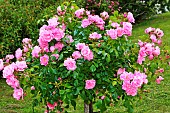Mareva rosebush in the Jardin des Plantes, Le Mans, Sarthe, France