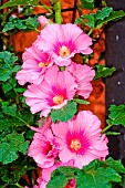 Hollyhock (Alcea sp), flowers, Sarthe, France