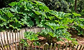 Giant Brazilian perennial or Giant Rhubarb (Gunnera manicata), jardin des plantes, Le Mans, Sarthe, France