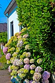 Hydrangea in front of a house, Vannes, Morbihan, South Brittany, France
