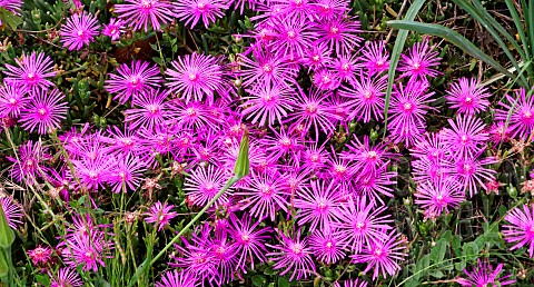 Ficoides_flowers_Sarthe_France