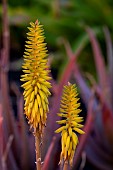 Aloe vera (Aloe vera) flowers, Tarajalejo (South-East of the island), Fuertevenura, Canary Islands, Spain