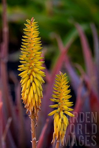 Aloe_vera_Aloe_vera_flowers_Tarajalejo_SouthEast_of_the_island_Fuertevenura_Canary_Islands_Spain