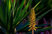 Aloe vera (Aloe vera) flowers, Tarajalejo (South-East of the island), Fuertevenura, Canary Islands, Spain