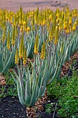 Aloe vera in bloom in a field, Fuertevenura, Canary Islands, Spain