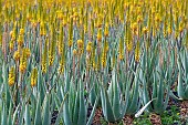 Aloe vera in bloom in a field, Fuertevenura, Canary Islands, Spain