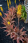 Aloe vera in bloom in a garden, Tarajalejo (southeast of the island), Fuertevenura, Canary Islands, Spain
