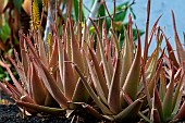 Aloe vera in bloom in a garden, Tarajalejo (southeast of the island), Fuertevenura, Canary Islands, Spain