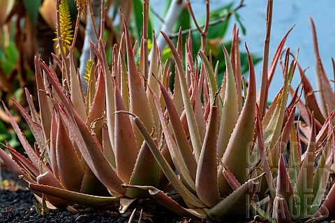 Aloe_vera_in_bloom_in_a_garden_Tarajalejo_southeast_of_the_island_Fuertevenura_Canary_Islands_Spain