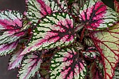 King Begonia (Begonia rex)
