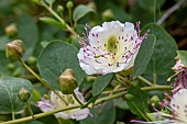 Caper (Capparis spinosa) flower, Herault, France