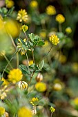 Lesser trefoil (Trifolium dubium), Cotes-dArmor, France
