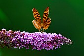 Silver-washed Fritillary (Argynnis paphia) in flight above butterfly tree (Buddleja davidii), an invasive shrub native to Asia, in the garden, Lorraine, France