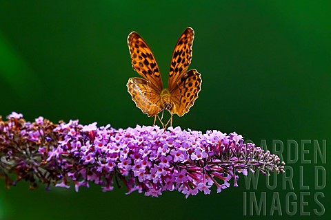 Silverwashed_Fritillary_Argynnis_paphia_in_flight_above_butterfly_tree_Buddleja_davidii_an_invasive_