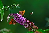 Spanish tobacco (Argynnis paphia) and honey bee (Apis mellifera) in flight over butterfly tree (Buddleja davidii), an invasive shrub native to Asia, in the garden, Lorraine, France