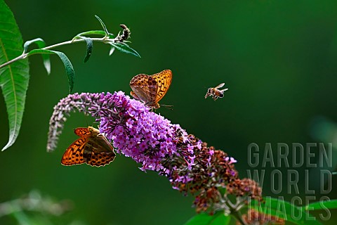Spanish_tobacco_Argynnis_paphia_and_honey_bee_Apis_mellifera_in_flight_over_butterfly_tree_Buddleja_