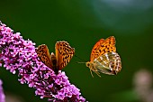 Silver-washed Fritillary (Argynnis paphia) in flight above butterfly tree (Buddleja davidii), an invasive shrub native to Asia, in the garden, Lorraine, France