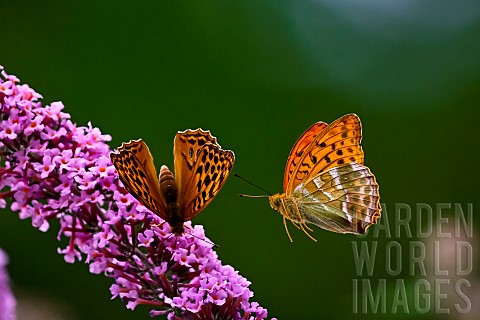Silverwashed_Fritillary_Argynnis_paphia_in_flight_above_butterfly_tree_Buddleja_davidii_an_invasive_