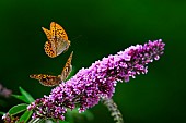 Silver-washed Fritillary (Argynnis paphia) in flight above butterfly tree (Buddleja davidii), an invasive shrub native to Asia, in the garden, Lorraine, France