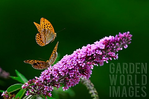 Silverwashed_Fritillary_Argynnis_paphia_in_flight_above_butterfly_tree_Buddleja_davidii_an_invasive_