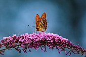 Silver-washed Fritillary (Argynnis paphia) in flight above butterfly tree (Buddleja davidii), an invasive shrub native to Asia, in the garden, Lorraine, France