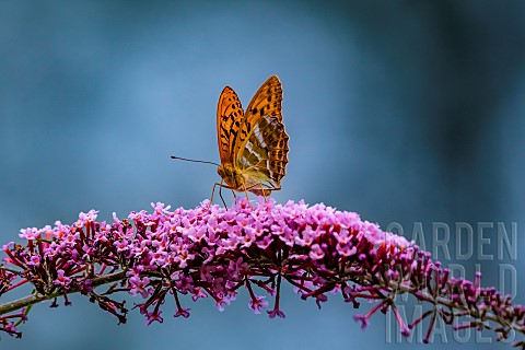 Silverwashed_Fritillary_Argynnis_paphia_in_flight_above_butterfly_tree_Buddleja_davidii_an_invasive_