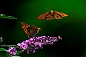 Silver-washed Fritillary (Argynnis paphia) in flight above butterfly tree (Buddleja davidii), an invasive shrub native to Asia, in the garden, Lorraine, France
