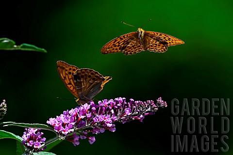 Silverwashed_Fritillary_Argynnis_paphia_in_flight_above_butterfly_tree_Buddleja_davidii_an_invasive_