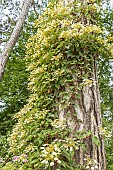 Schizophragma (Schizophragma integrifolia), in bloom