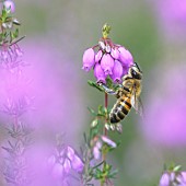 Honey bee (Apis mellifera) foraging on ash heather (Erica cinerea) on a summer evening, Auvergne, France