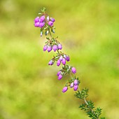 Close-up of Ash Heather (Erica cinerea), Auvergne, France