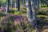 Scots pine (Pinus sylvestris) at sunset on a moor with flowering heather (Erica cinerea), Auvergne, France
