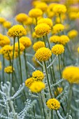 Cotton lavender (Santolina chamaecyparissus) flowering