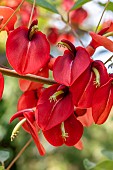 Cockspur Coral Tree (Erythrina crista-galli) flowering
