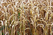 Wheat growing, Sarthe, France