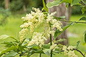 Shieldleaf Rodgersia, Astilboides tabularis, flowers