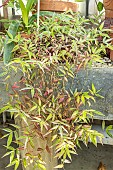 Bristle Basketgrass, Oplismenus hirtellus, foliage