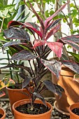 Cordyline Mambo, Cordyline fruticosa Mambo, folaige