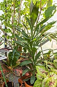 Cordyline Glauca, Cordyline fruticosa Glauca, foliage