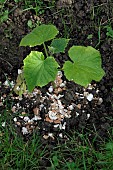 Butternut squash plant surrounded by eggshells, protection against slugs, vegetable garden, Belfort, Territoire de Belfort, France