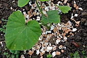 Butternut squash plant surrounded by eggshells, protection against slugs, vegetable garden, Belfort, Territoire de Belfort, France