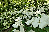 Kousa dogwood, Cornus kousa, Ferriere garden, Amont et Effreney, Haute Saone, France