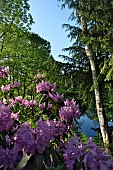 Pond, rhododendron, Ferriere garden, Amont et Effreney, Haute Saone, France