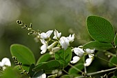 Thunberg Bush Clover, Lespedeza thunbergii, Ferriere garden, Amont et Effreney, Haute Saone, France
