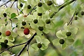 Kousa dogwood, Cornus kousa, fruits, Ferriere garden, Amont et Effreney, Haute Saone, France