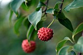 Kousa dogwood, Cornus kousa, fruits, Ferriere garden, Amont et Effreney, Haute Saone, France