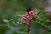 Chinese Prickly-ash, Zanthoxylum simulans, Ferriere garden, Amont et Effreney, Haute Saone, France