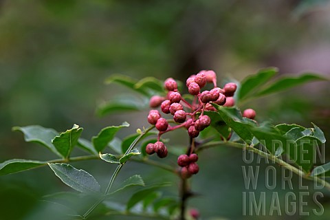 Chinese_Pricklyash_Zanthoxylum_simulans_Ferriere_garden_Amont_et_Effreney_Haute_Saone_France
