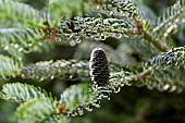 Korean fir (Abies alba Silver Show), Ferriere garden, Amont et Effreney, Haute Saone, France